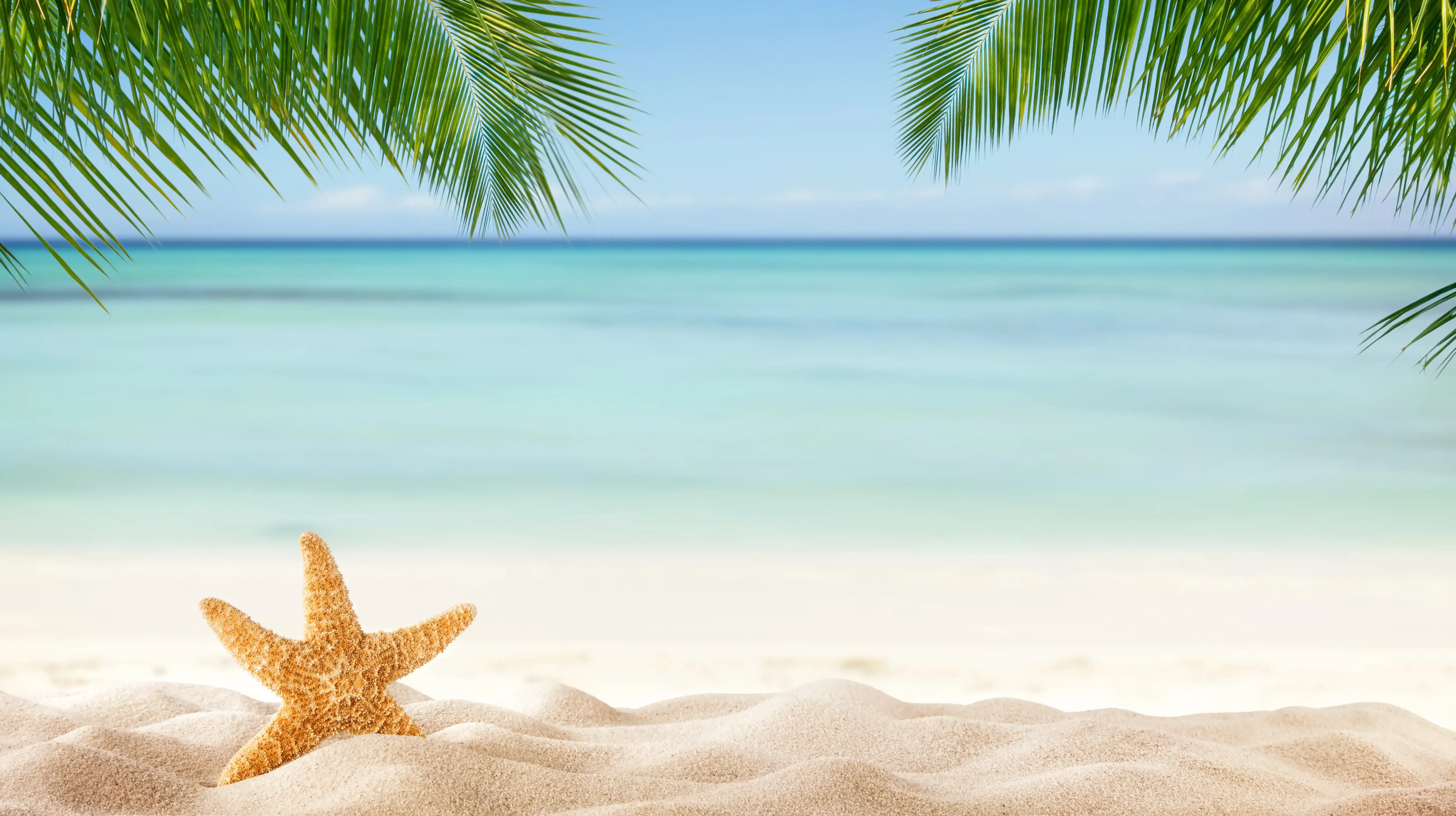 Banner offerte Natale e Capodanno