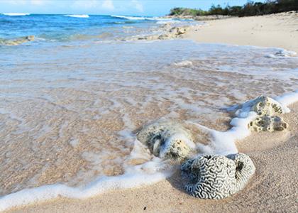 Mare di Holguin